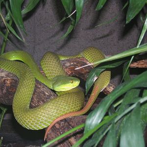 White-lipped Viper