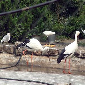 Oriental White Stork and Black-headed Ibis