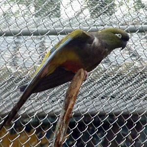 Burrowing Parrot