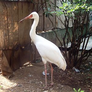 Siberian Crane