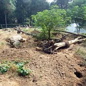 Meerkat exhibit