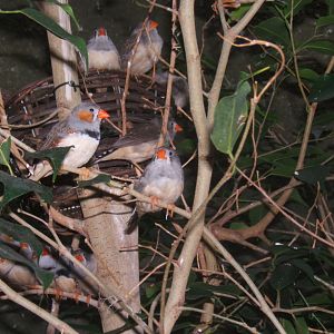 Timor Zebra Finches