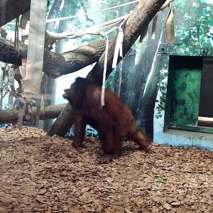 Orangutan exhibit