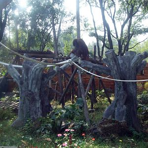 Orangutan exhibit