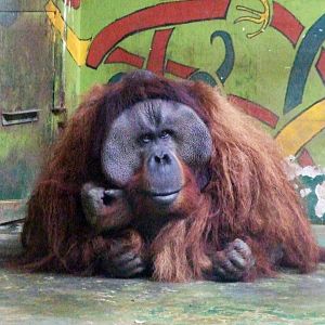 Sumatran? Orangutan