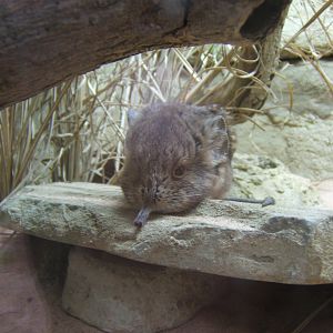 Short-eared Elephant Shrew