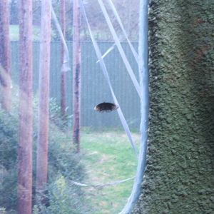 Butterfly in Retic exhibit