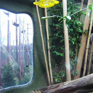 Butterfly feeder in Retic exhibut