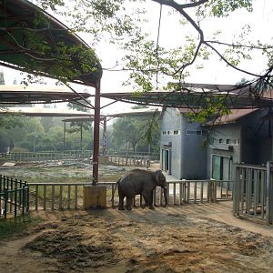 Elephant exhibit