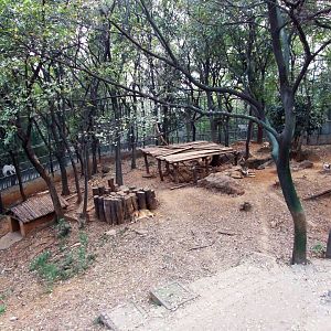 Wolf exhibit