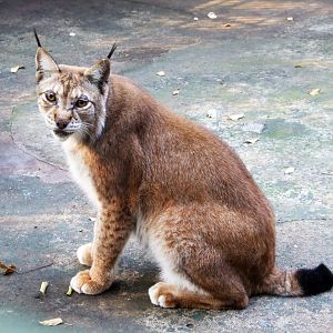 Lynx