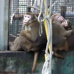 Assamese macaque