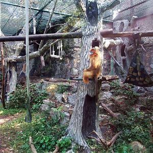 Golden snub-nosed monkey
