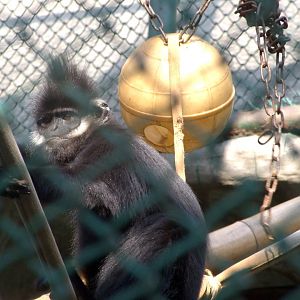 Francois's Langur