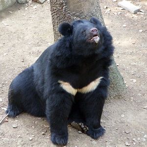 Moon bear