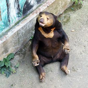 Sun bear