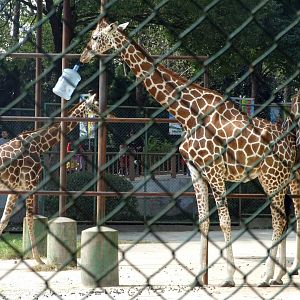Reticulated giraffe