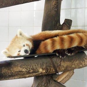 Red panda