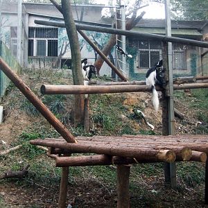 Eastern Black-and-white Colobus