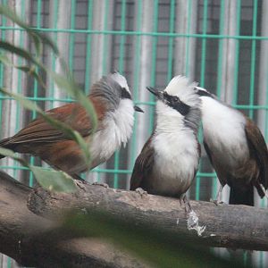 White-crested Laughingthrush