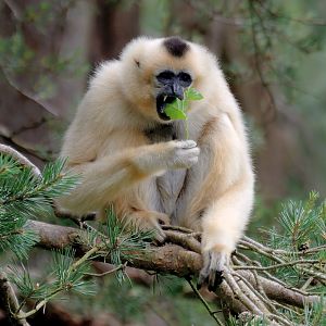 Peanut - Golden Cheeked Gibbon