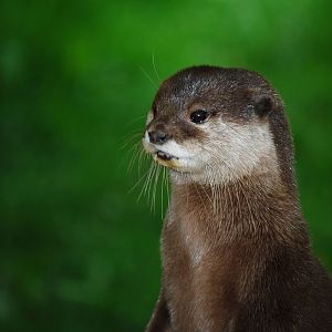 Asian Short Clawed Otter