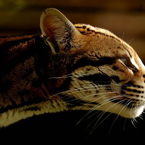 Ocelot