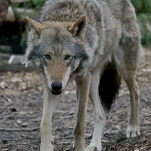 Wolf 2016