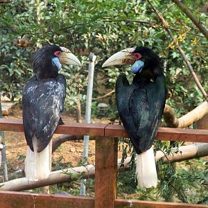 Wreathed Hornbill