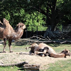 Detroit Zoo - Bactrian Camels - June, 2016