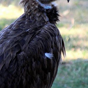 Detroit Zoo - Cinereous vulture - June, 2016