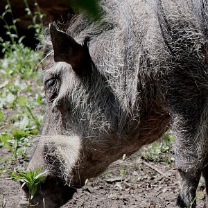 Detroit Zoo - Warthog - June, 2016