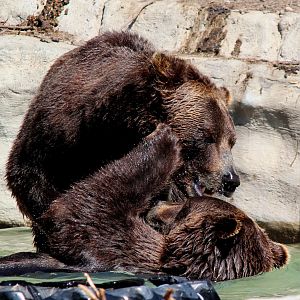 Detroit Zoo - Grizzly Bears - June, 2016
