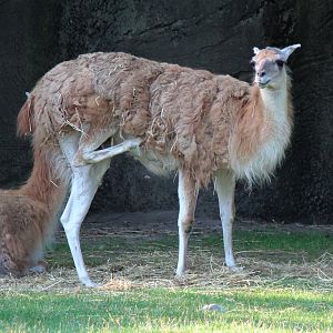 Detroit Zoo - Guanaco - July, 2016