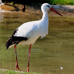 Detroit Zoo - European White Stork - July, 2016