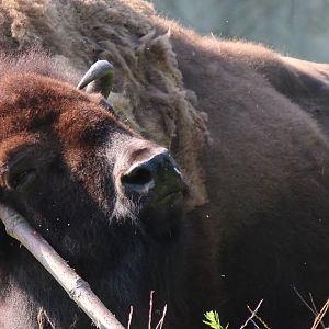 Detroit Zoo - Bison - July, 2016