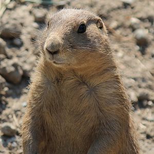 Detroit Zoo - Black-tailed Prairie Dog - July, 2016