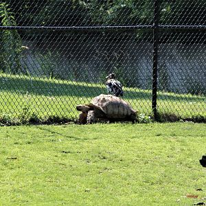 Detroit Zoo - African Spurred Tortoise / African Grasslands - July, 2016