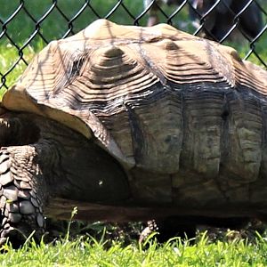 Detroit Zoo - African Spurred Tortoise - July, 2016