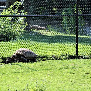 Detroit Zoo - African Spurred Tortoise / African Grasslands - July, 2016