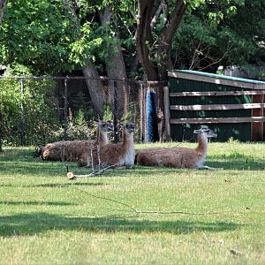 Detroit Zoo - Guanacos - July, 2016