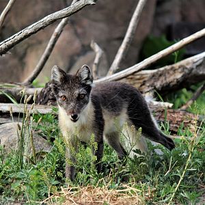 Detroit Zoo - Arctic Fox / Arctic Ring of Life - July, 2016