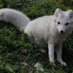 Detroit Zoo - Arctic Fox / Arctic Ring of Life - October, 2016