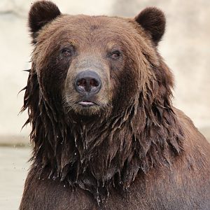 Detroit Zoo - Grizzly Bear - July, 2016