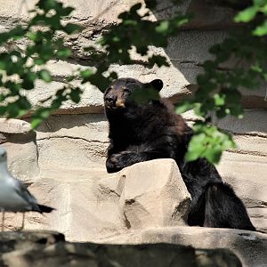 Detroit Zoo - Black Bear - July, 2016