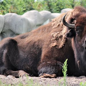 Detroit Zoo - Bison - July, 2016