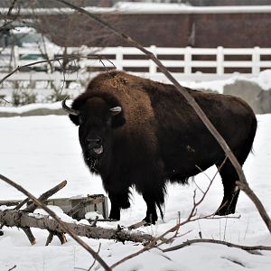 Detroit Zoo - Bison - December, 2016
