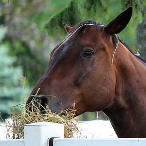 Detroit Zoo - Thoroughbred horse - July, 2016