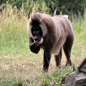 Detroit Zoo - Drill - July, 2016