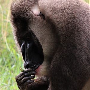Detroit Zoo - Drill - July, 2016